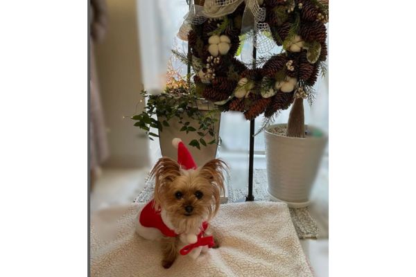 島本真衣の愛犬